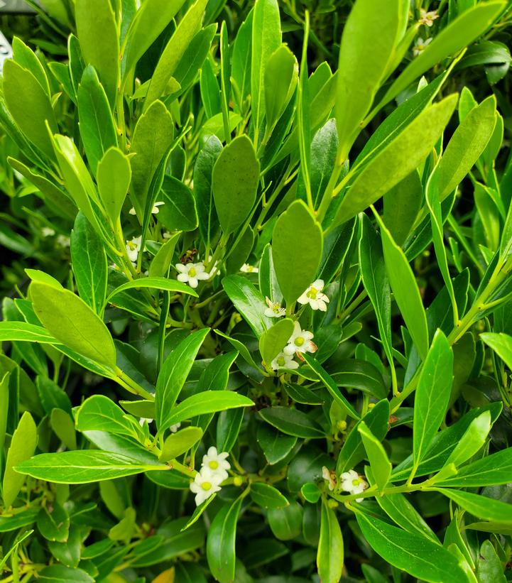 Ilex glabra 'Shamrock'