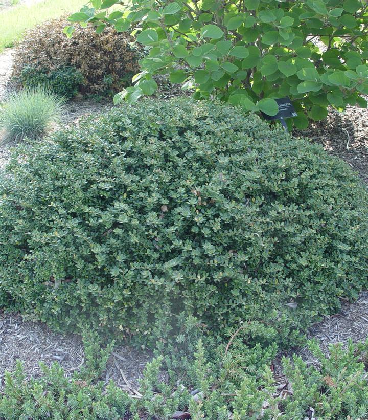 Ilex crenata 'Helleri'