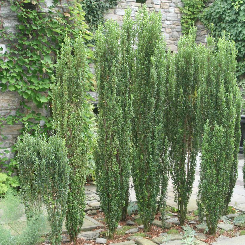 Ilex crenata 'Sky Pencil'