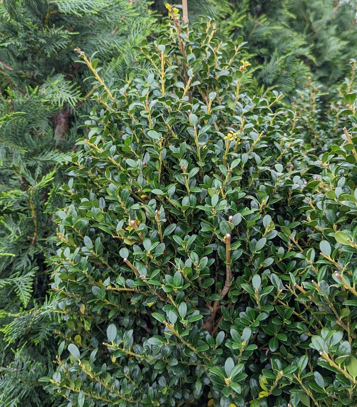 Ilex crenata 'Steeds'