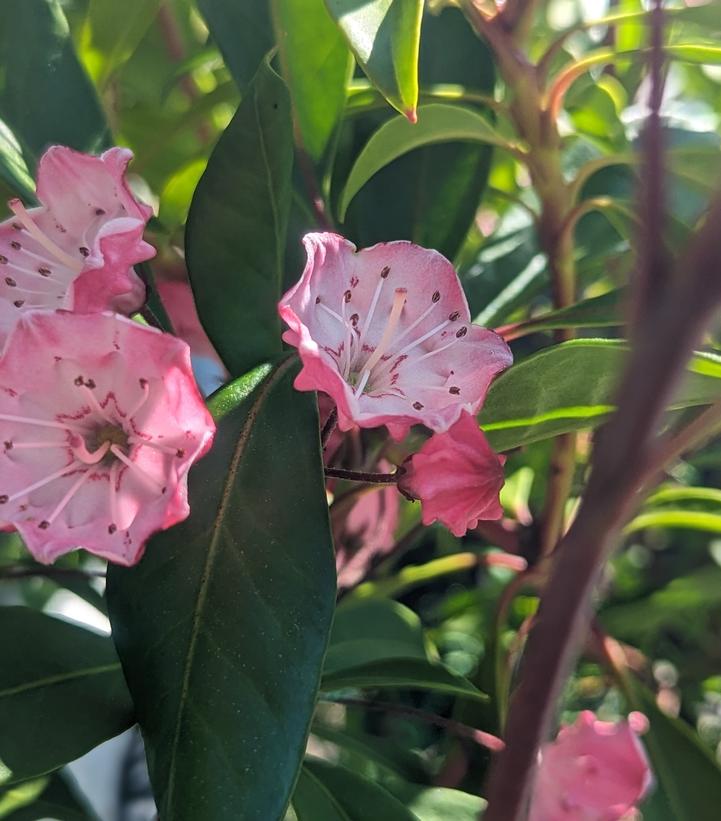 Kalmia latifolia 'Nipmuck'