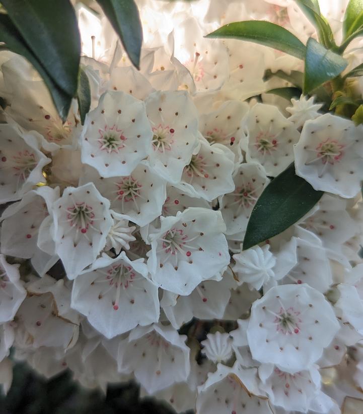 Kalmia latifolia 'Elf'
