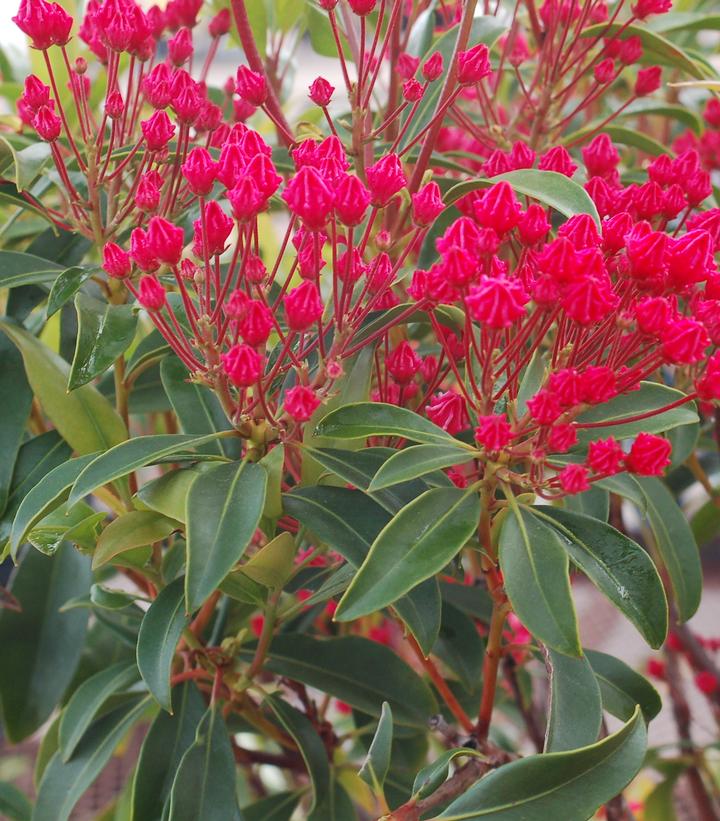 Kalmia latifolia 'Sarah'