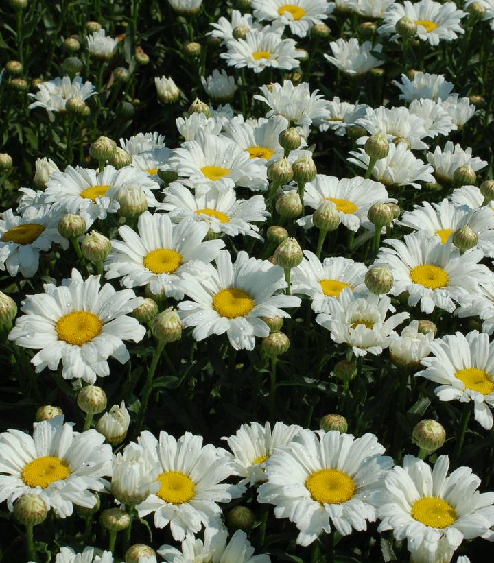 Leucanthemum superbum Daisy May™