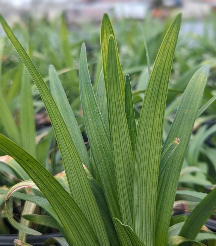 Liriope muscari 'Big Blue'