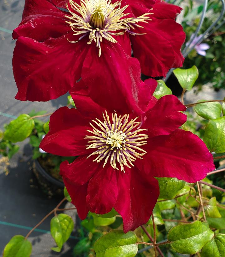 Clematis x 'Charmaine'