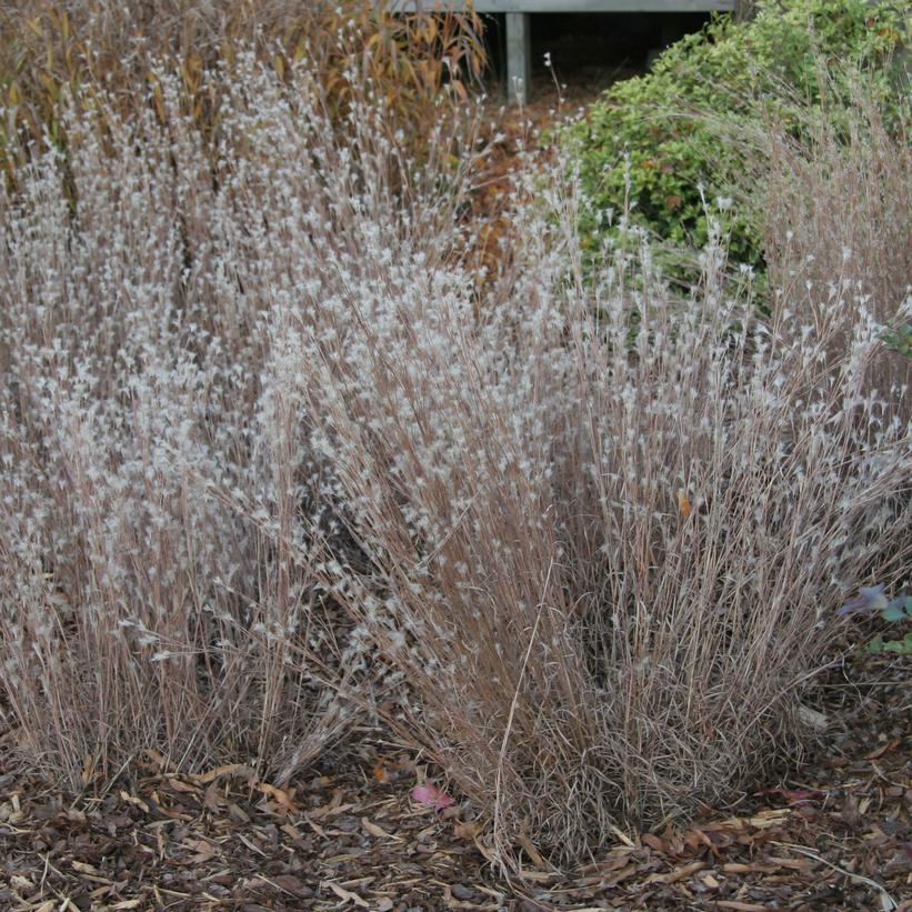 Andropogon ternarius 'Black Mountain'
