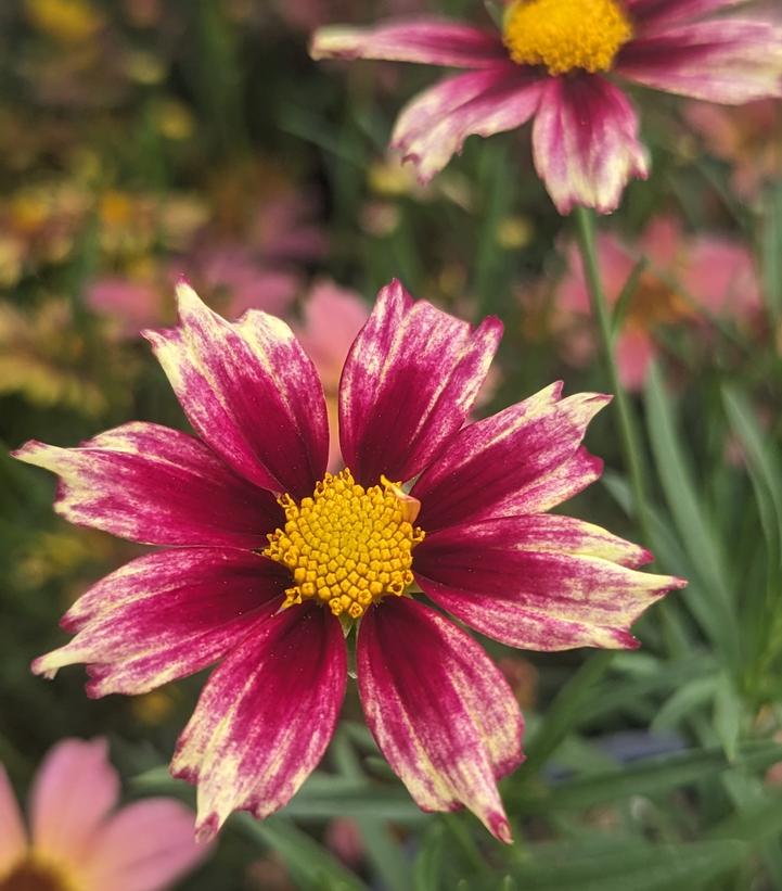 Coreopsis x Li'l Bang™ 'Starlight'