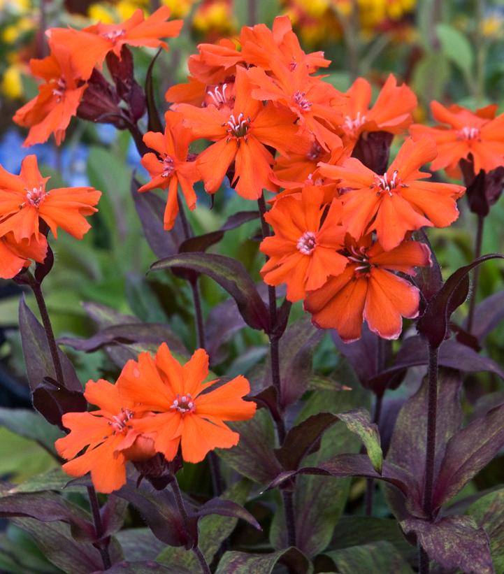 Lychnis arkwrightii 'Orange Gnome'