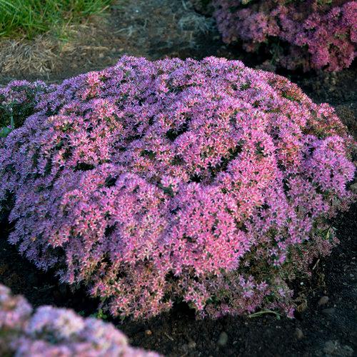 Sedum x Rock 'N Round® 'Pride and Joy'