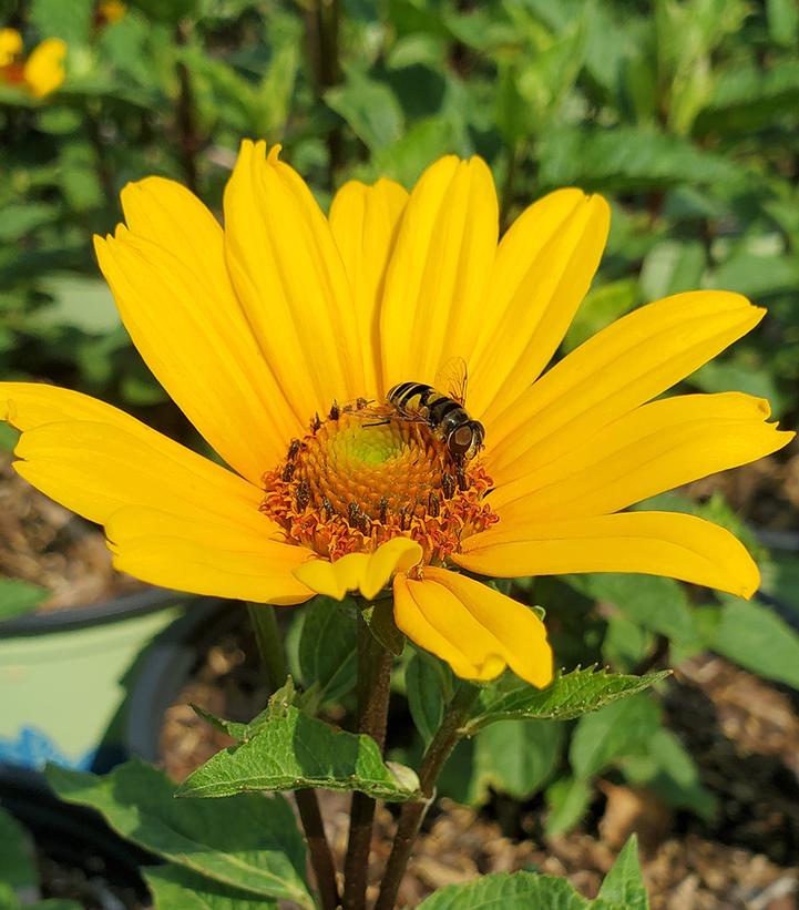 Heliopsis helianthoides 'Punto Rosso' Punto Russo from Prides Corner Farms