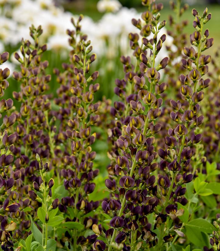 Baptisia x Decadence® 'Dark Chocolate'