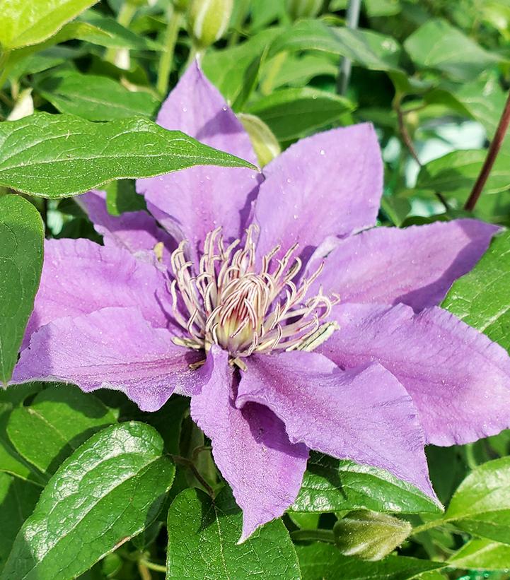 Clematis x Bijou™