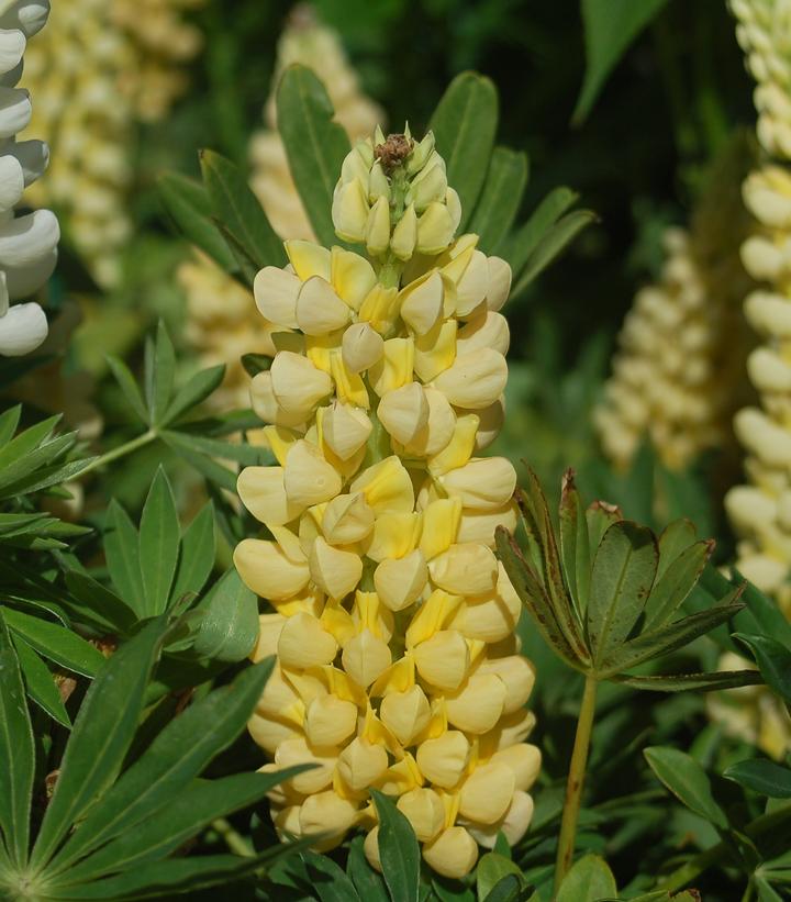 Lupinus 'Chandelier'