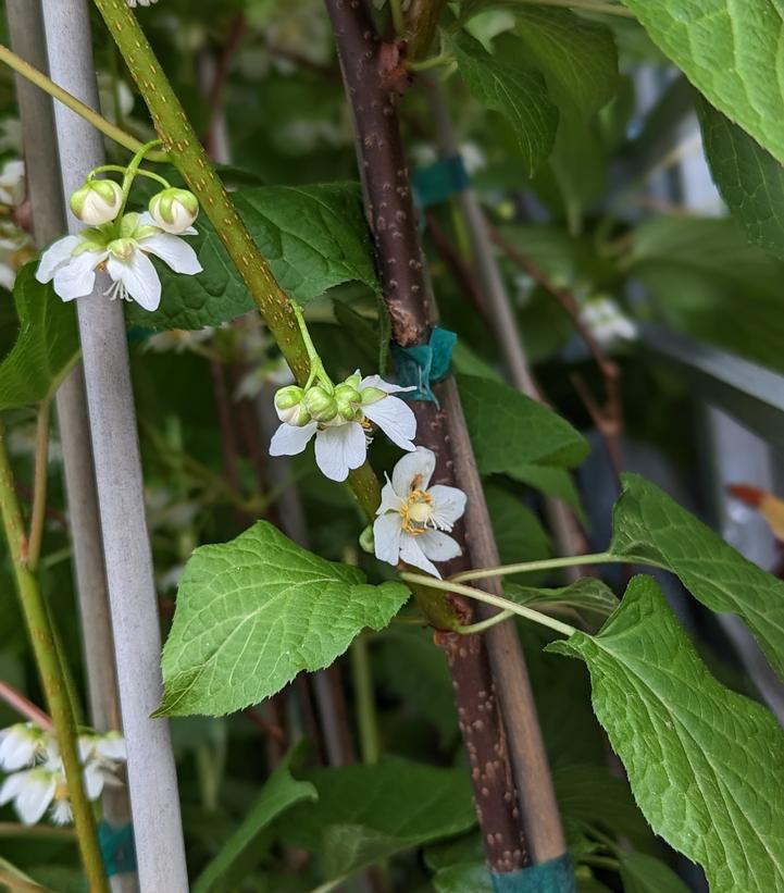 Actinidia kolomikta 'September Sun'