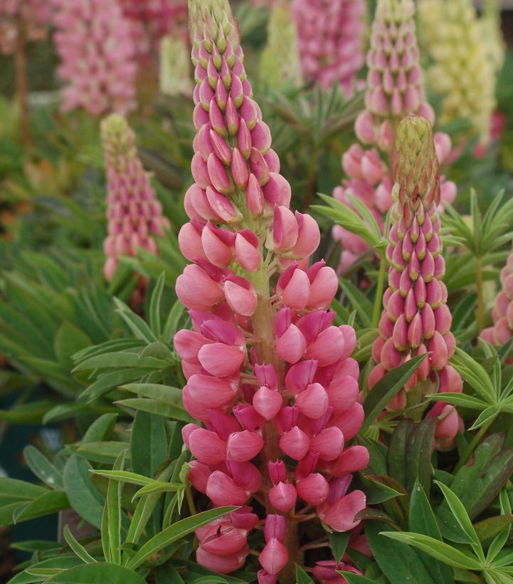 Lupinus polyphyllus 'Gallery Pink'