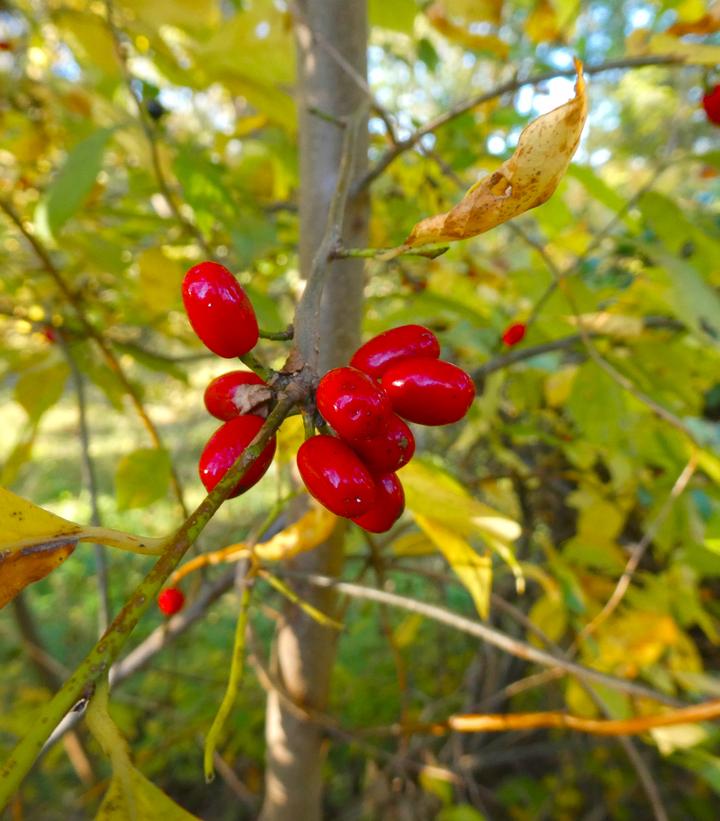 Lindera benzoin 'Scarlet Lady'