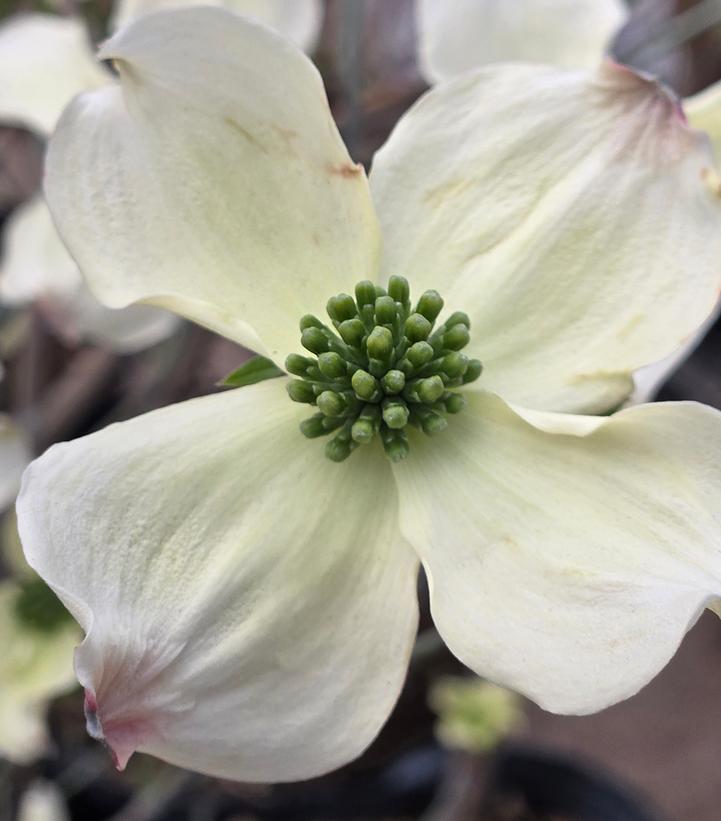 Cornus florida 'Kay's Appalachian Mist'