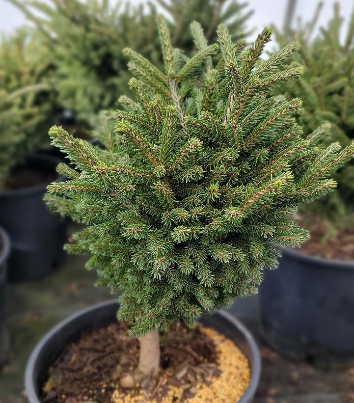 Picea orientalis 'Bergman's Gem'