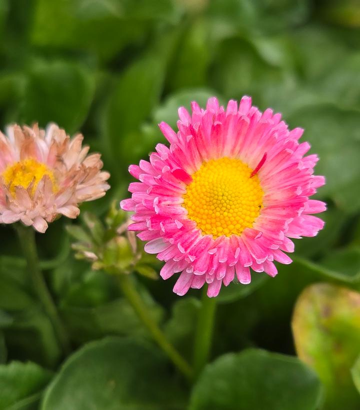 Bellisima Rose English Daisy (Bellis perennis 'Bellissima Rose