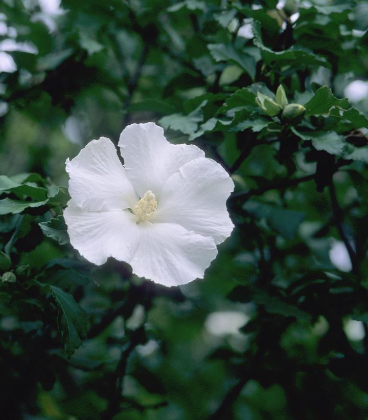 Hibiscus syriacus Diana