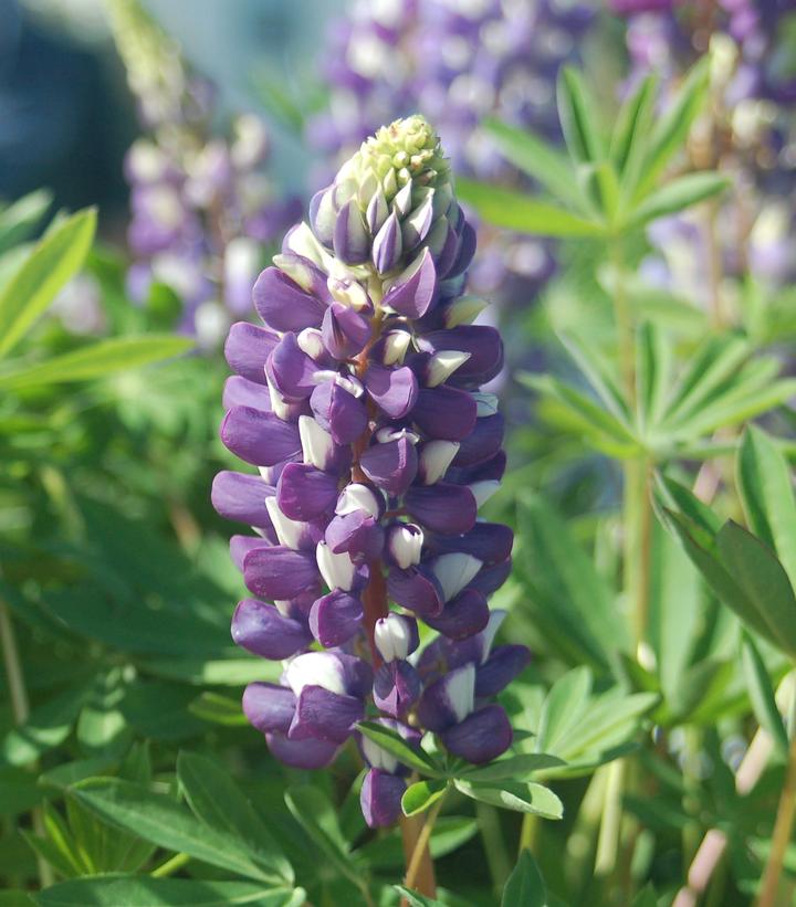 Lupinus 'The Governor'