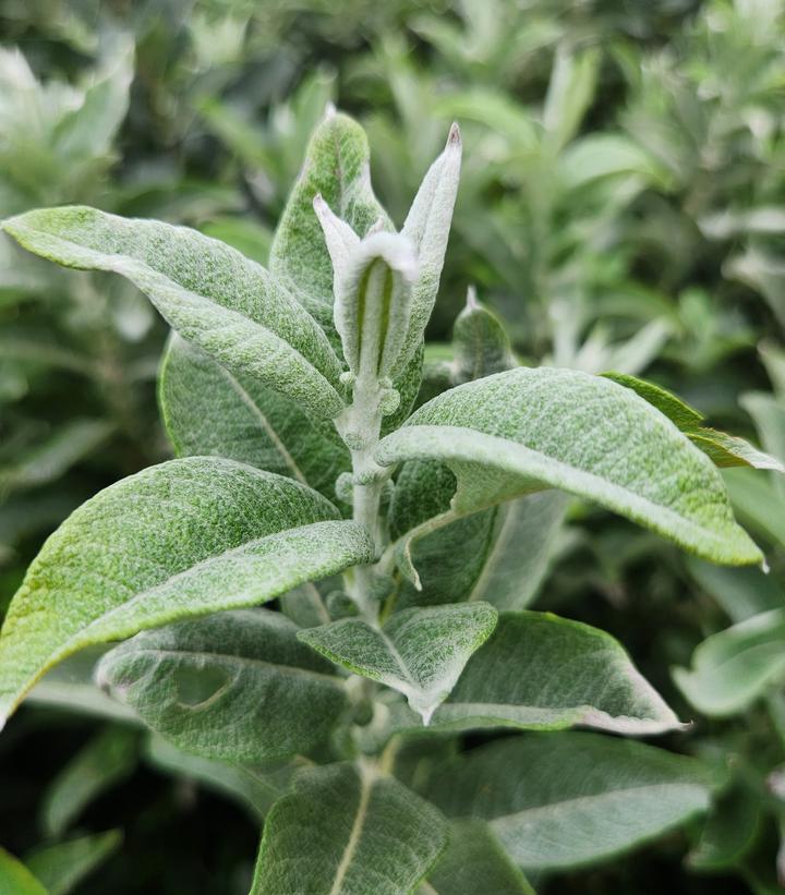 Salix candida Iceberg Alley®