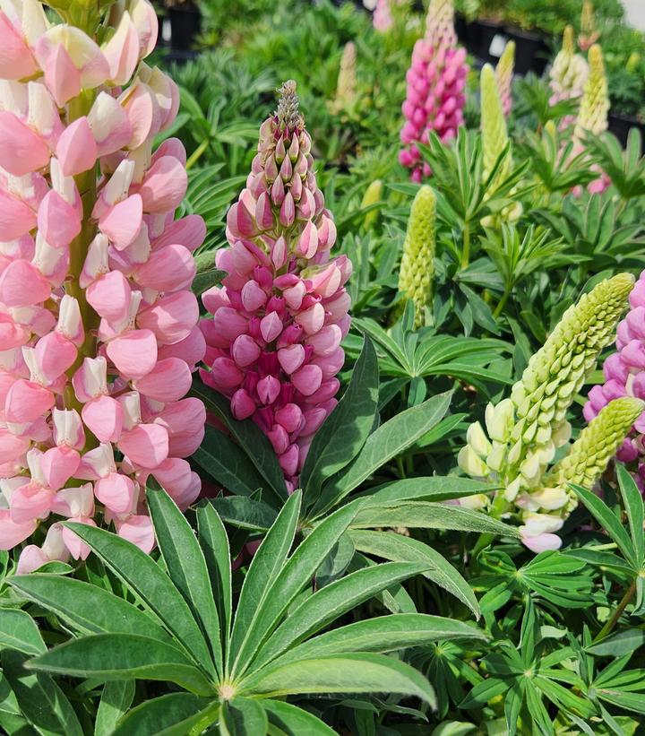 Lupinus polyphyllus 'Lupini Pink Shades'