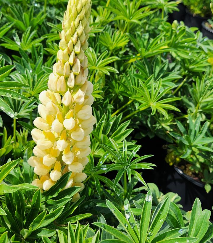 Lupinus polyphyllus 'Lupini Yellow Shades'