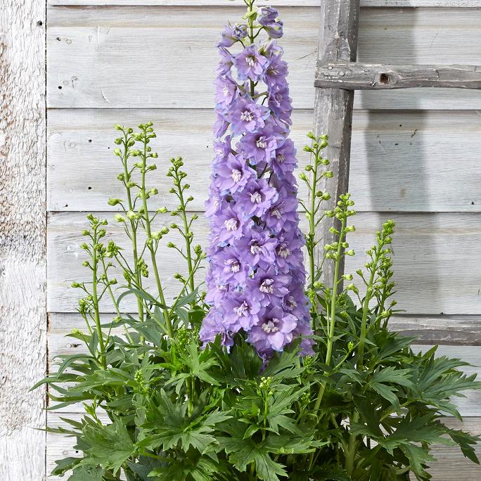 Delphinium x Delgenius™ 'Shelby'