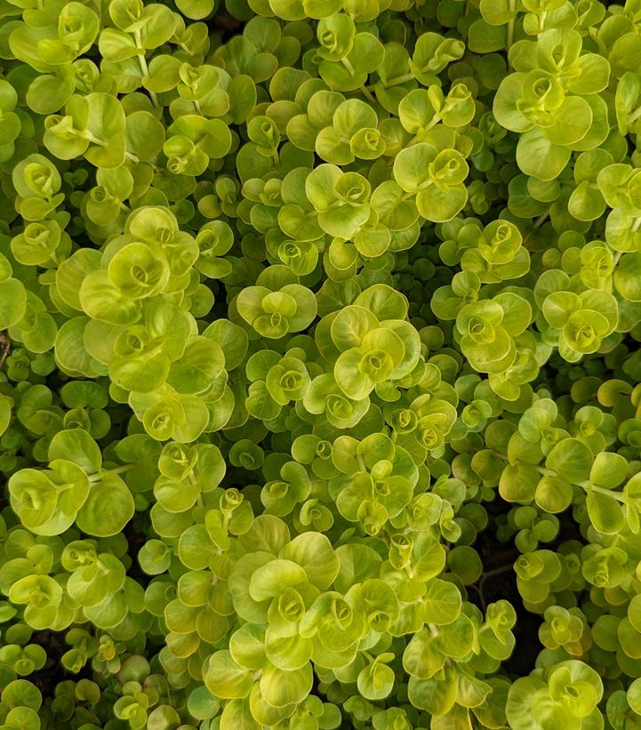 Lysimachia nummularia 'Aurea'