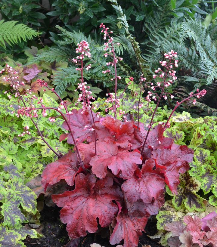 Heuchera 'Fire Alarm'