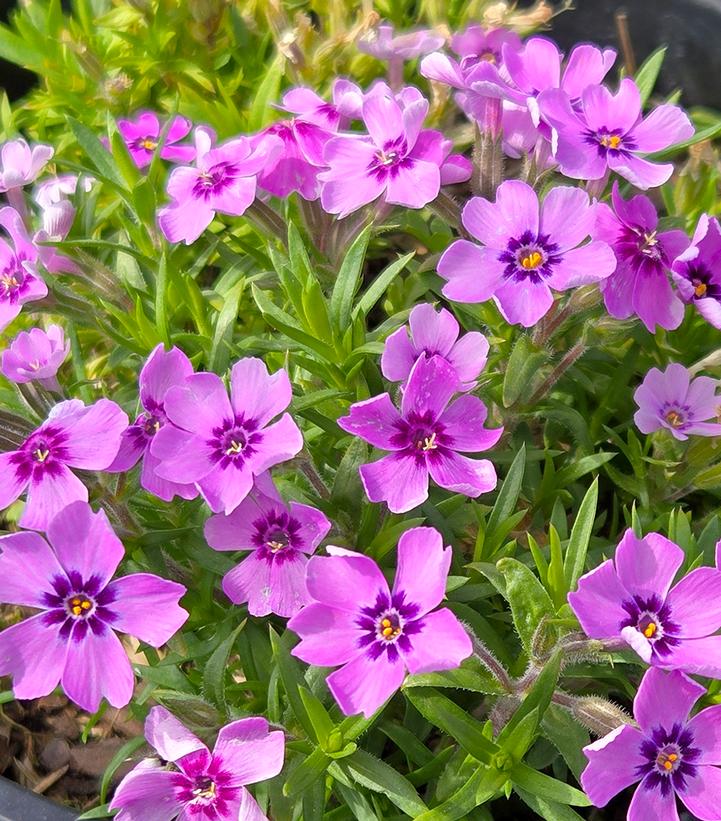 Phlox subulata 'Eye Shadow'