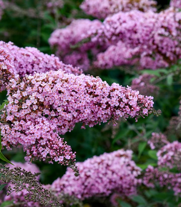 Buddleia davidii 'Pink Cascade'