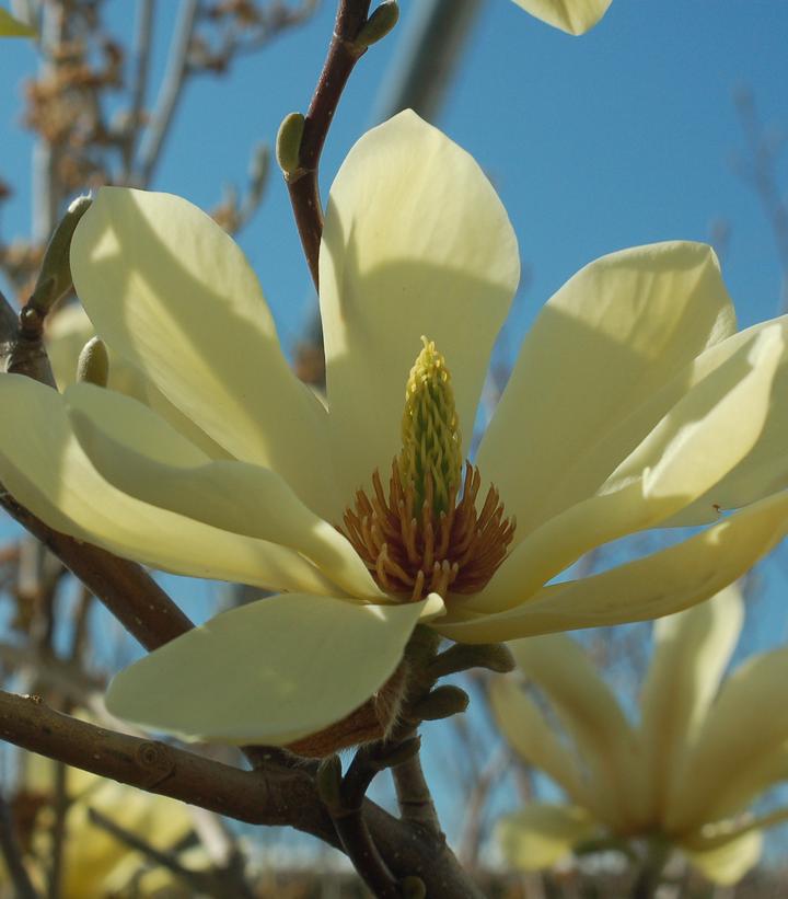 Magnolia x 'Butterflies'