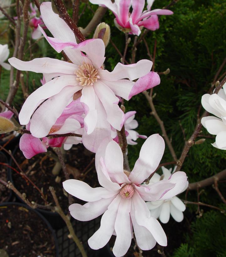 Magnolia × loebneri 'Leonard Messel'
