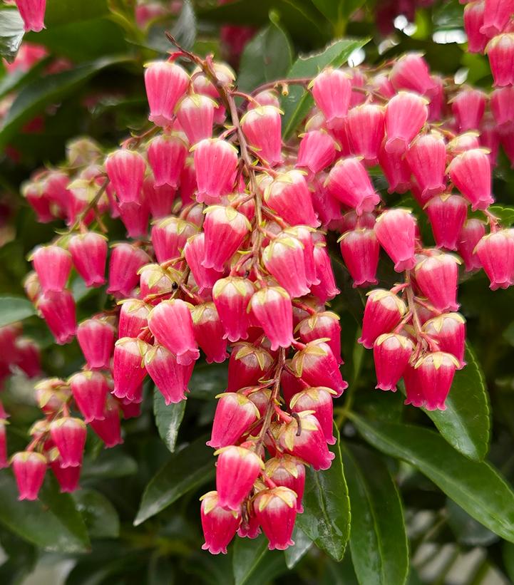 Pieris japonica Interstella®