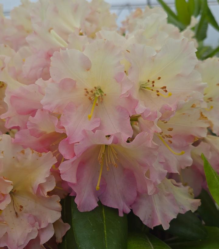 Rhododendron 'Hoopla'