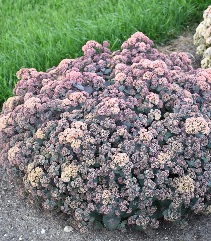 Sedum spectablie 'Spellbound'