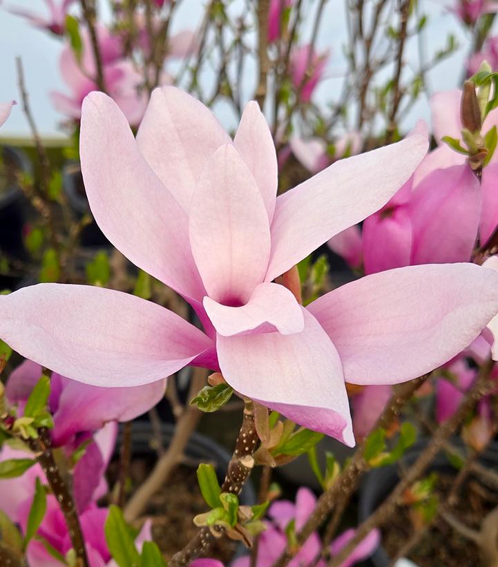 Magnolia liliiflora 'Jane'