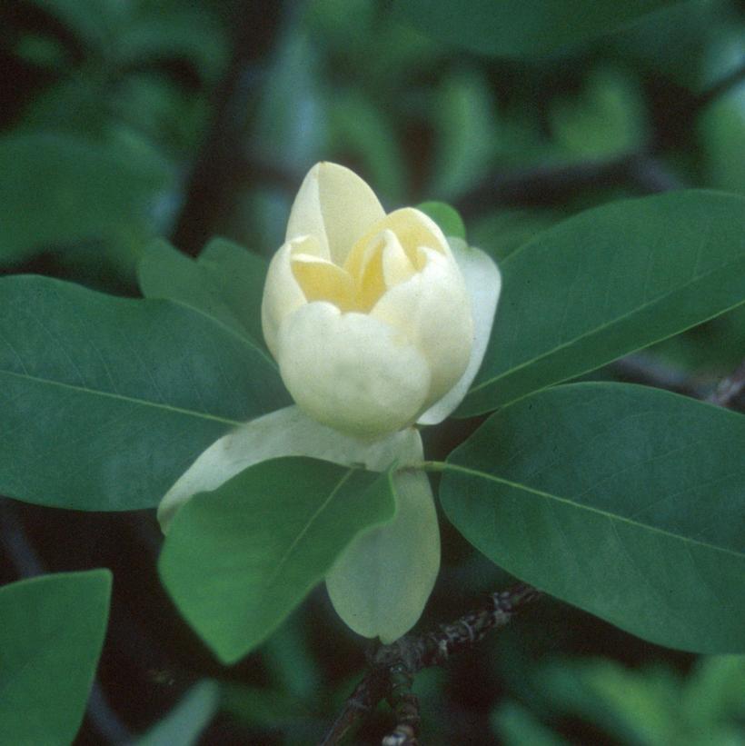 Magnolia virginiana 'Moonglow'