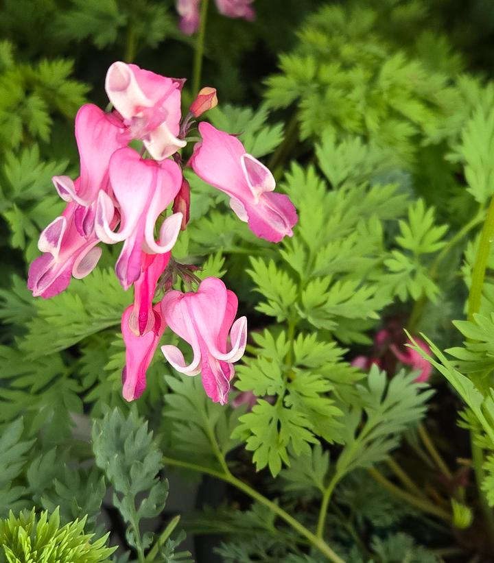 Dicentra x 'Pink Diamonds'