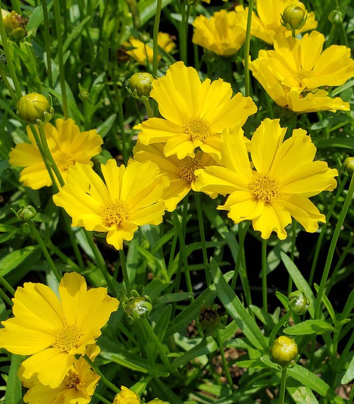 Coreopsis x Li'l Bang™ 'Goldilocks'