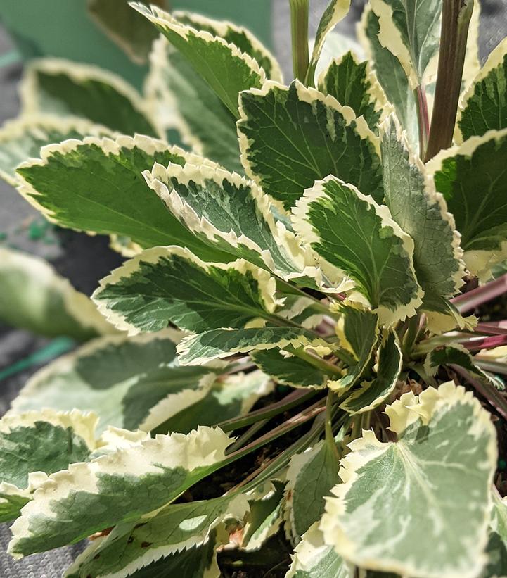 Eryngium planum 'Jade Frost'
