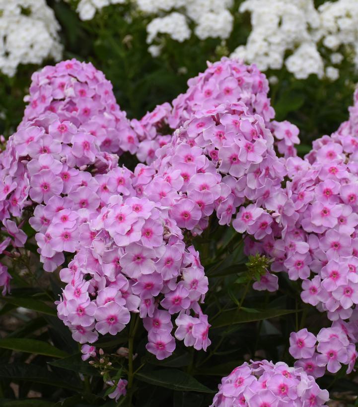 Phlox paniculata Luminary™ 'Opalescence'