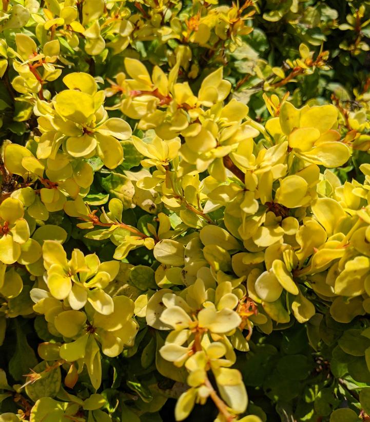 Berberis thunbergii WorryFree® Lemon Cutie®
