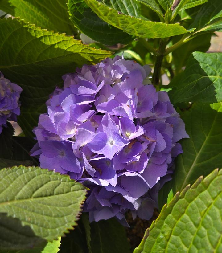 Hydrangea macrophylla Azure Skies™