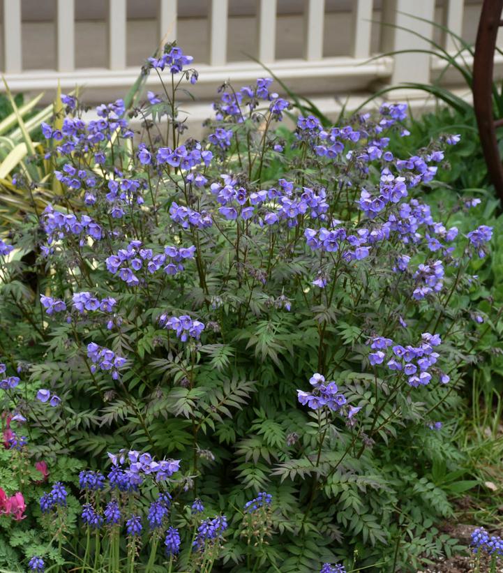 Polemonium x 'Heaven Scent'