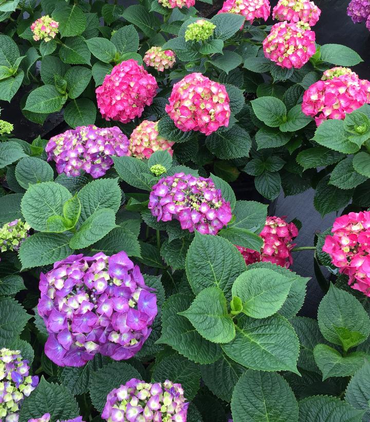 Hydrangea macrophylla Let's Dance Big Band®
