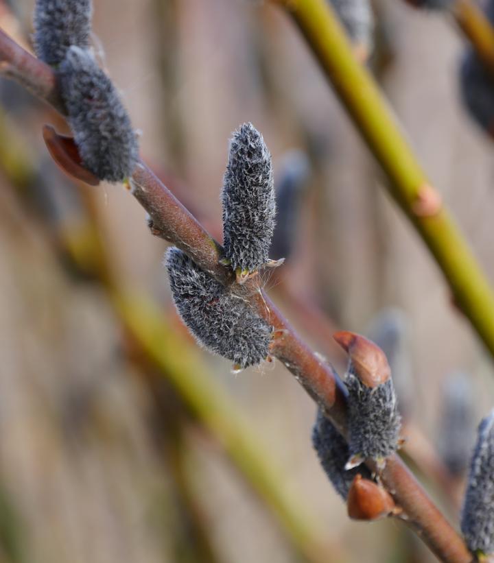 Salix chaenomeloides Black Cat®